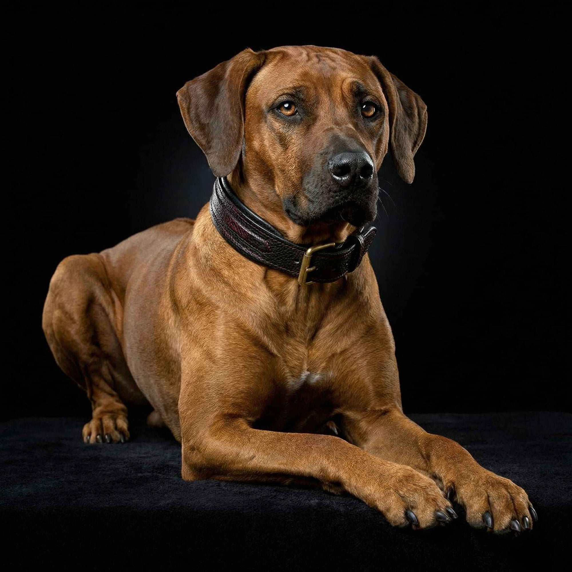 Bestia Cobra Leather Dog Collar