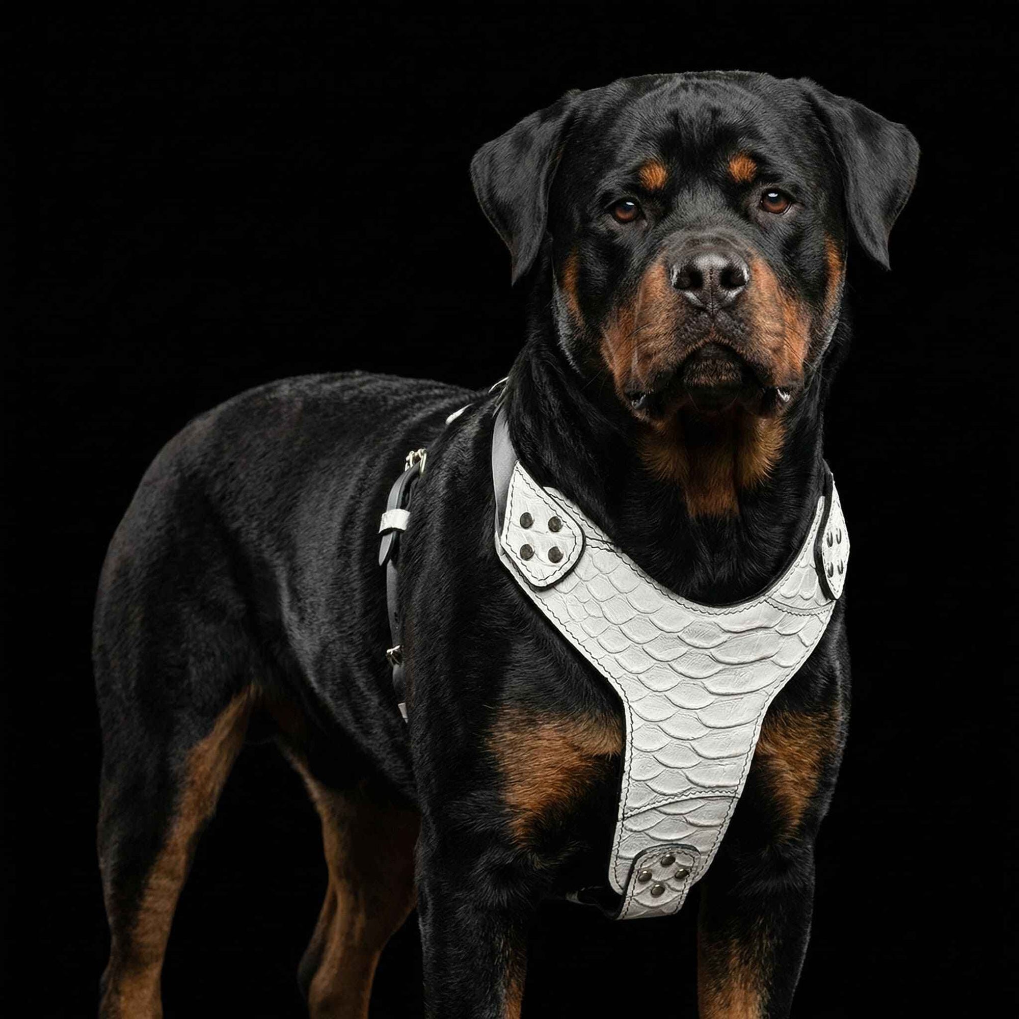 Bestia Dragon Scale Leather Dog Harness