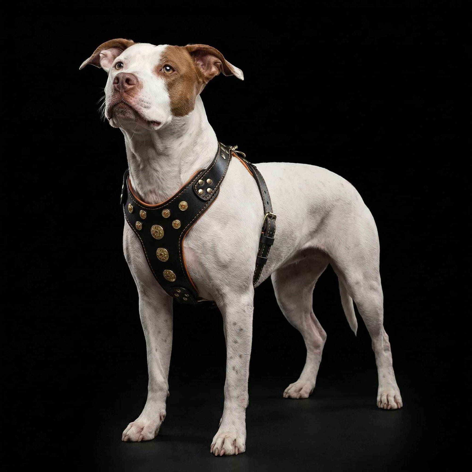 Bestia Bijou Black & Orange Leather Large Breed Dog Harness