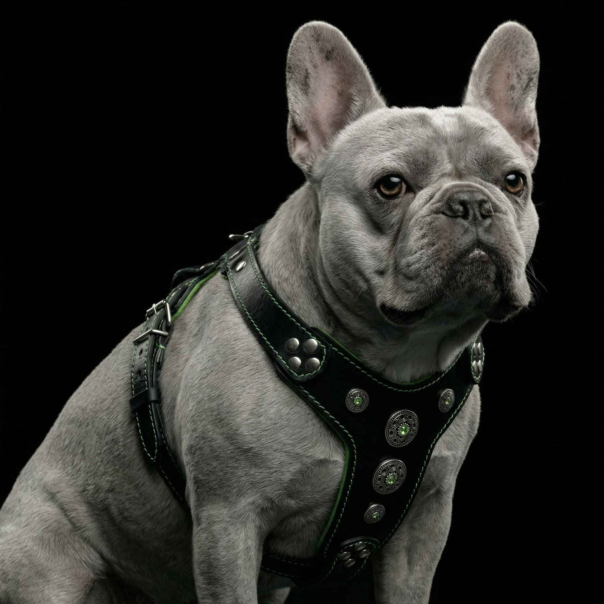 Bestia Bijou Black & Green Leather Small to Medium Dog Harness
