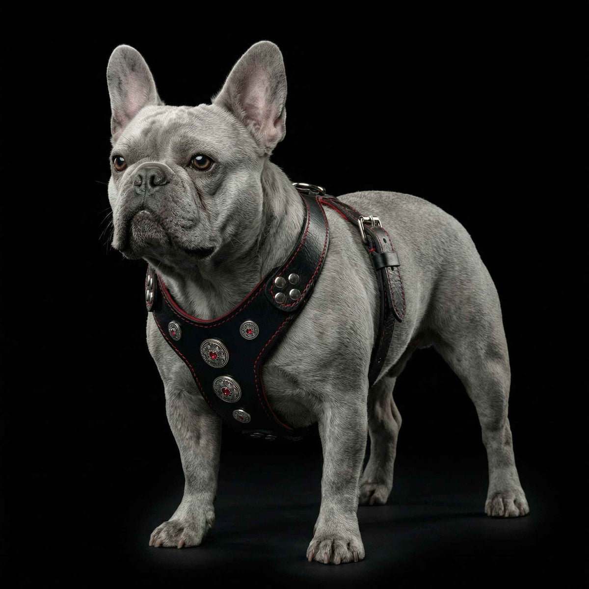 Bestia Bijou Black & Red Leather Small to Medium Dog Harness