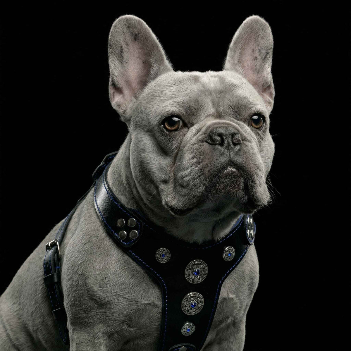 Bestia Bijou Black & Blue Leather Small to Medium Dog Harness