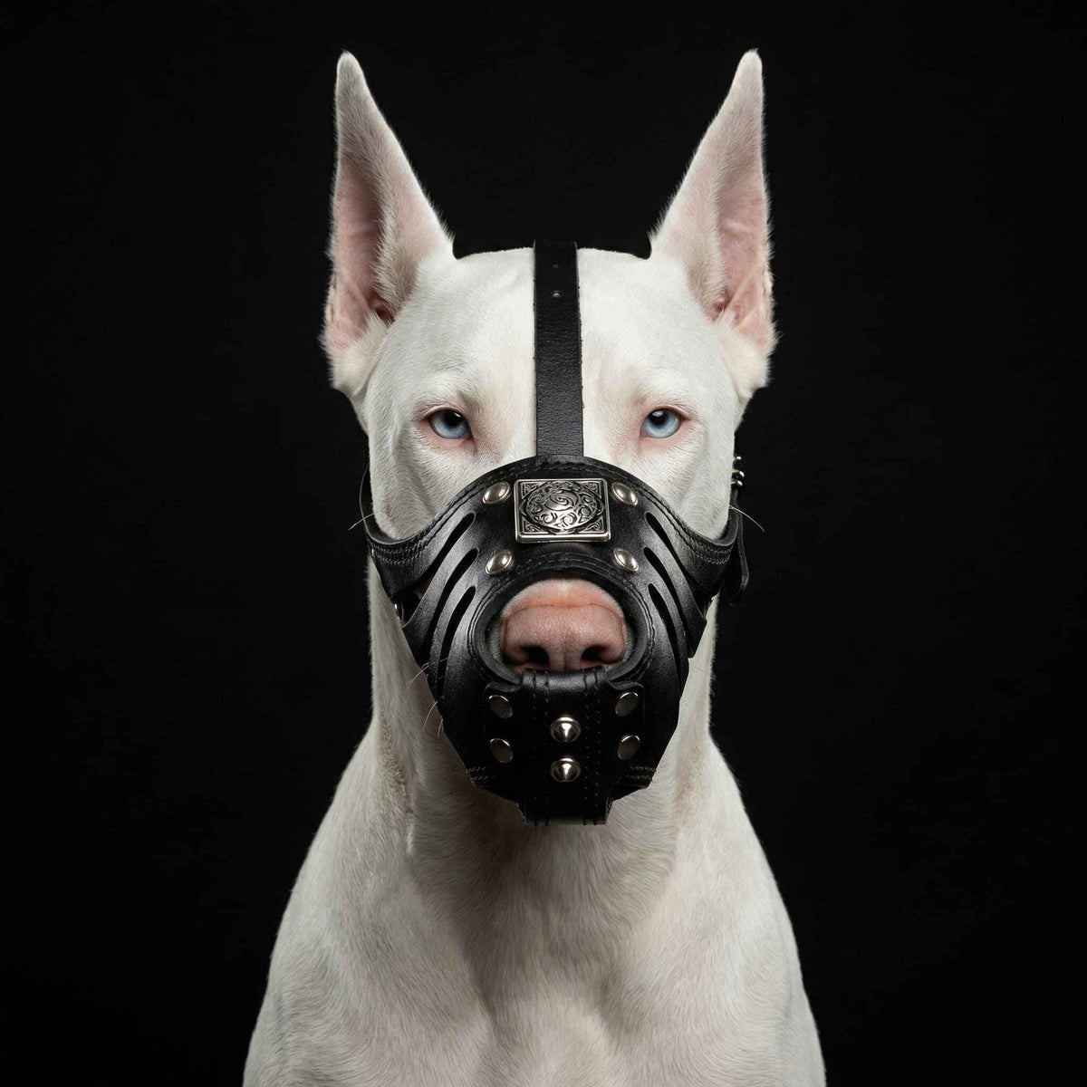 Bestia Eros Basket All Black Leather Dog Muzzle