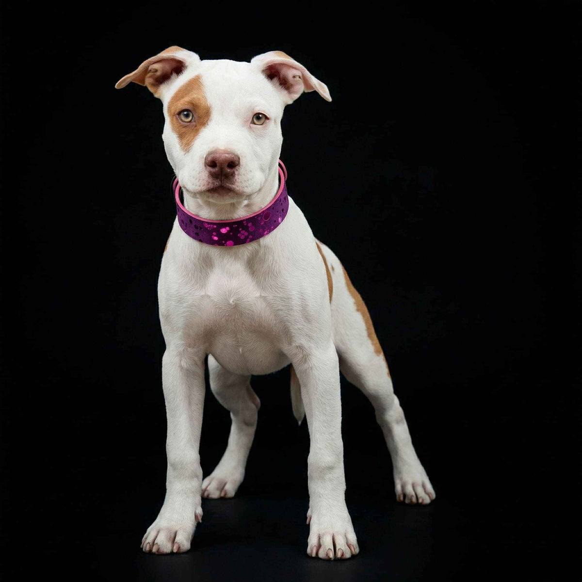 Bestia Viola Drops Leather Puppy Collar