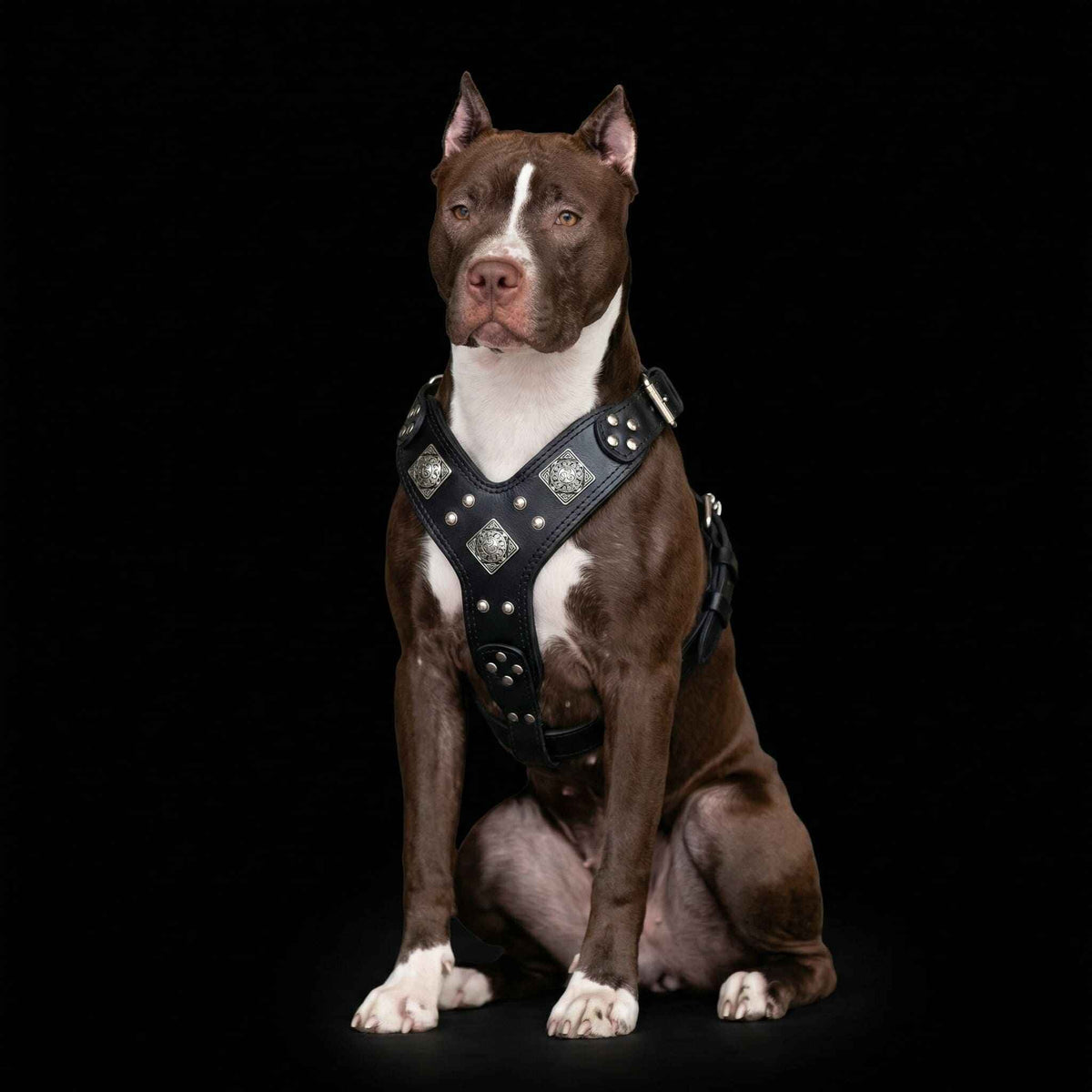 Bestia Eros All Black Leather Dog Harness