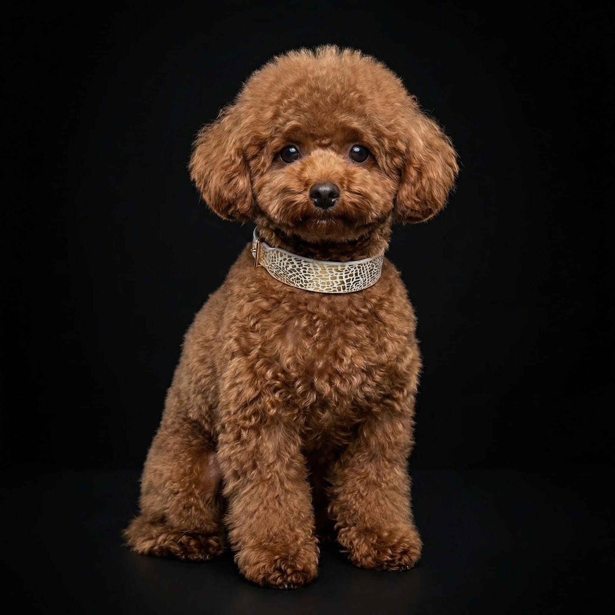Bestia Balthazar Leather Puppy Collar