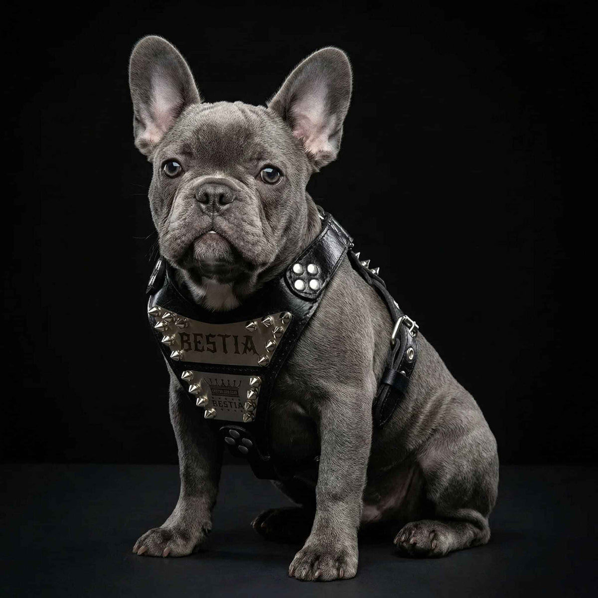 Bestia Metal Personalized Leather Small to Medium Dog Harness