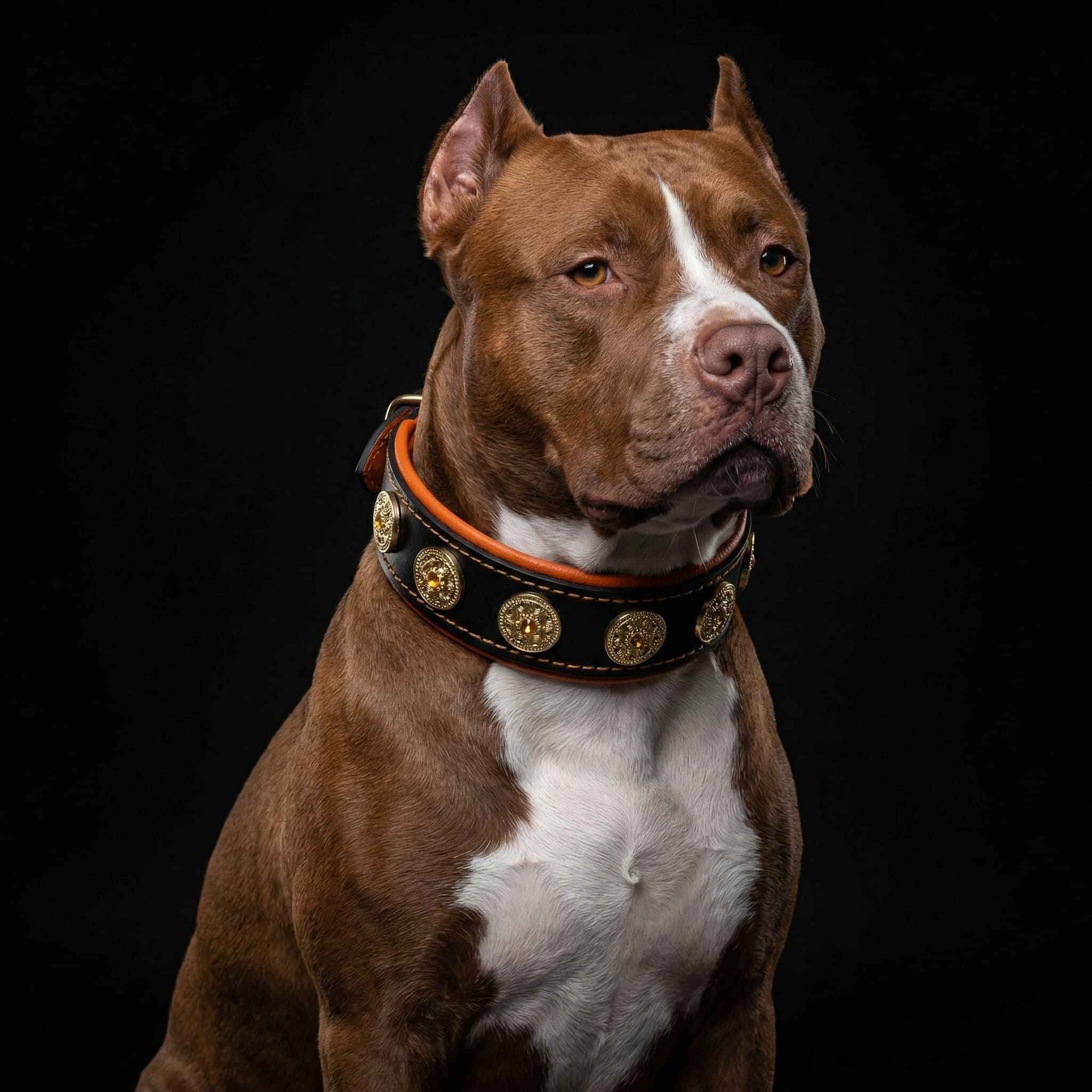 Bestia Bijou Orange Leather Dog Collar