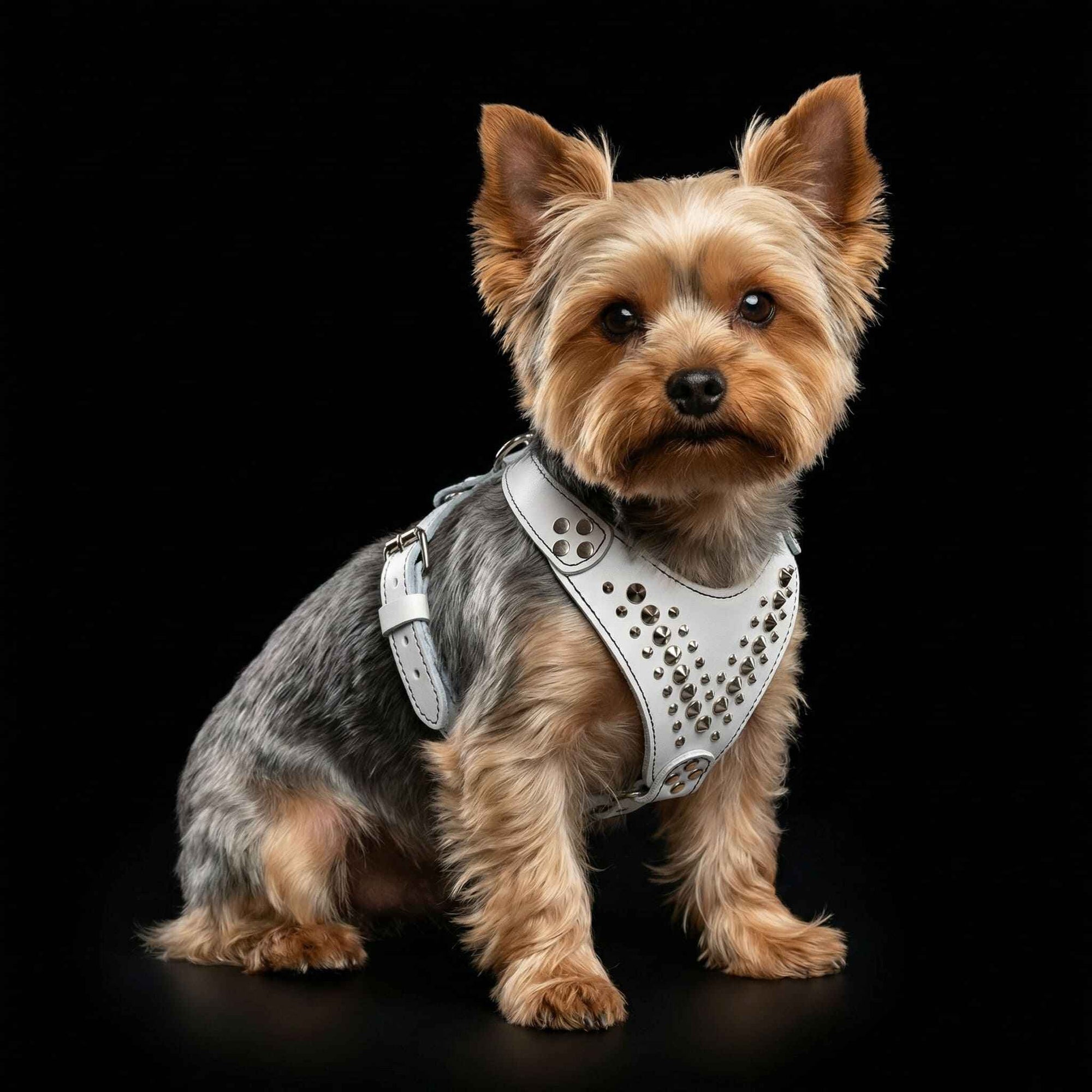Bestia Star Leather Small to Medium Dog Harness