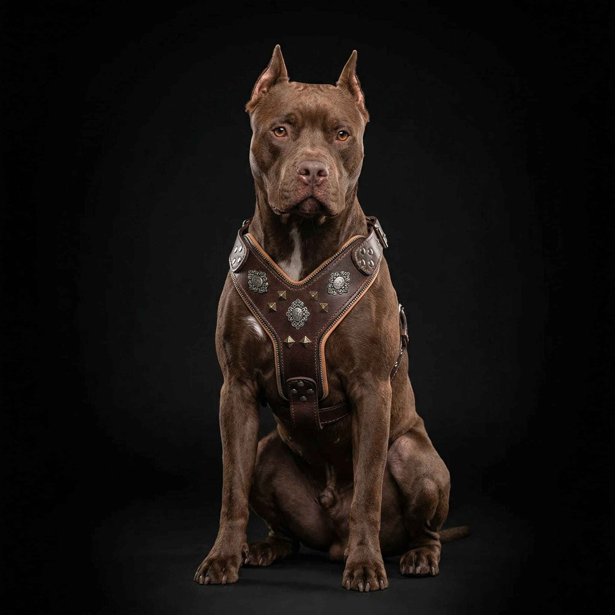 Bestia Aztec Big Dogs Brown Leather Large Breed Dog Harness