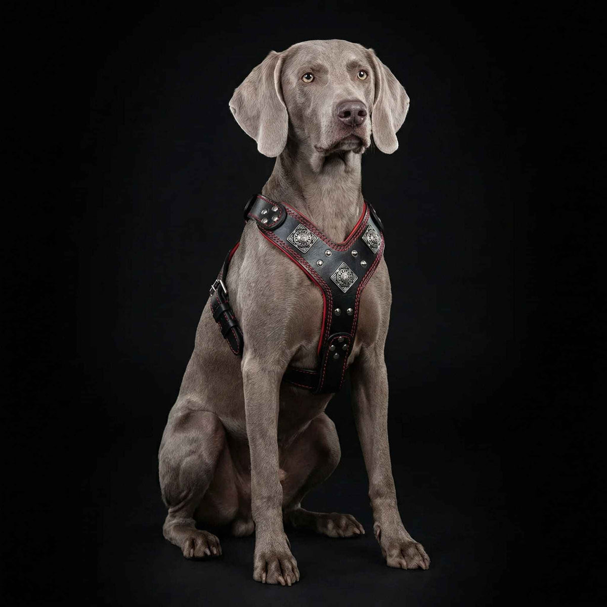 Bestia Eros Black & Red Leather Dog Harness