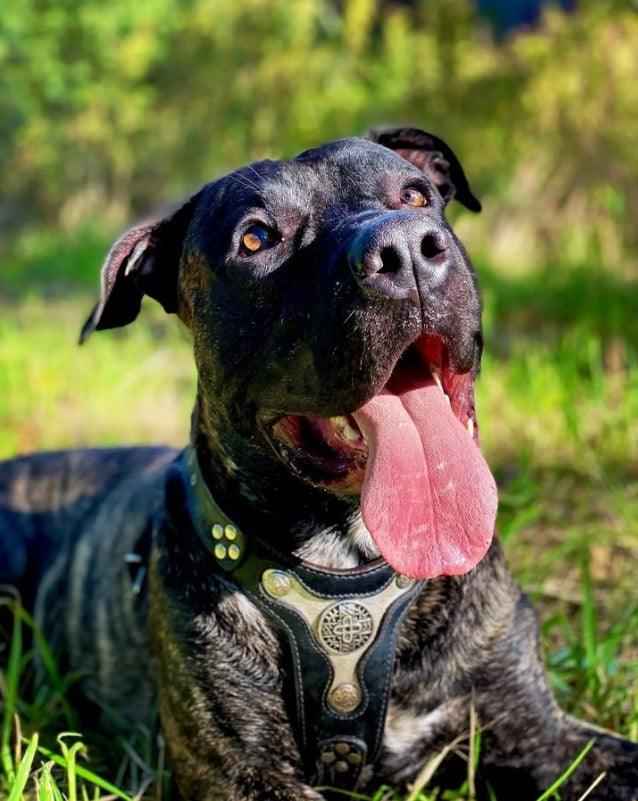 Bestia Hektor Leather Dog Harness