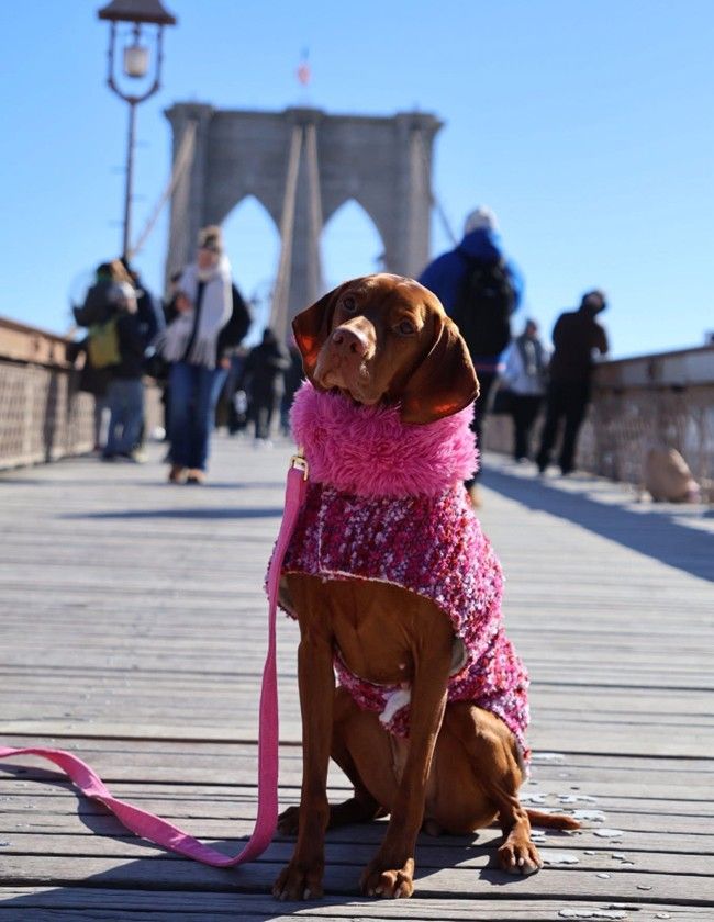 Manhattan Walking Dog Coat White Pearl