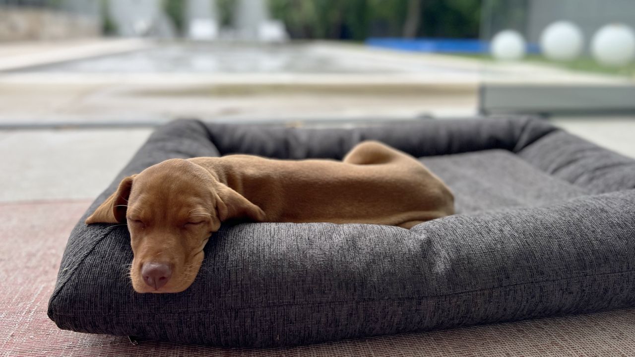 Hugo Futon Himalayan