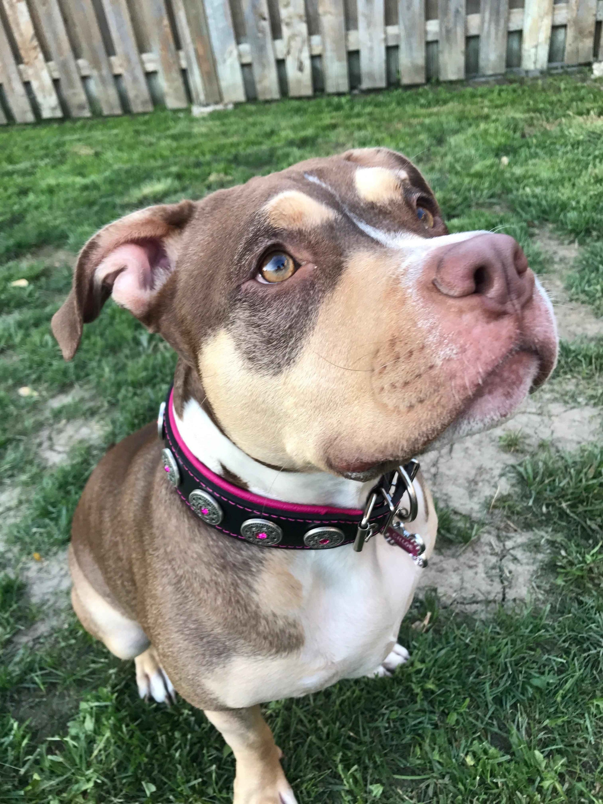Bestia Bijou Black & Pink Leather Dog Collar