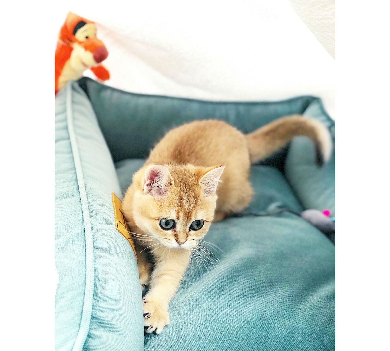 Velvet Cat Bed Dreamer