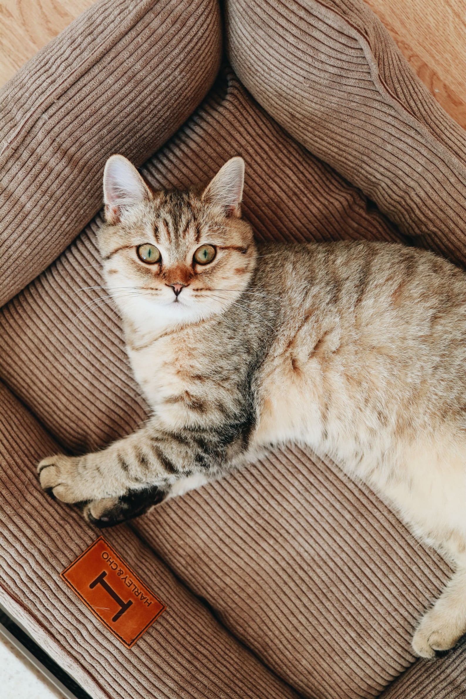 Corduroy Cat Bed Dreamer