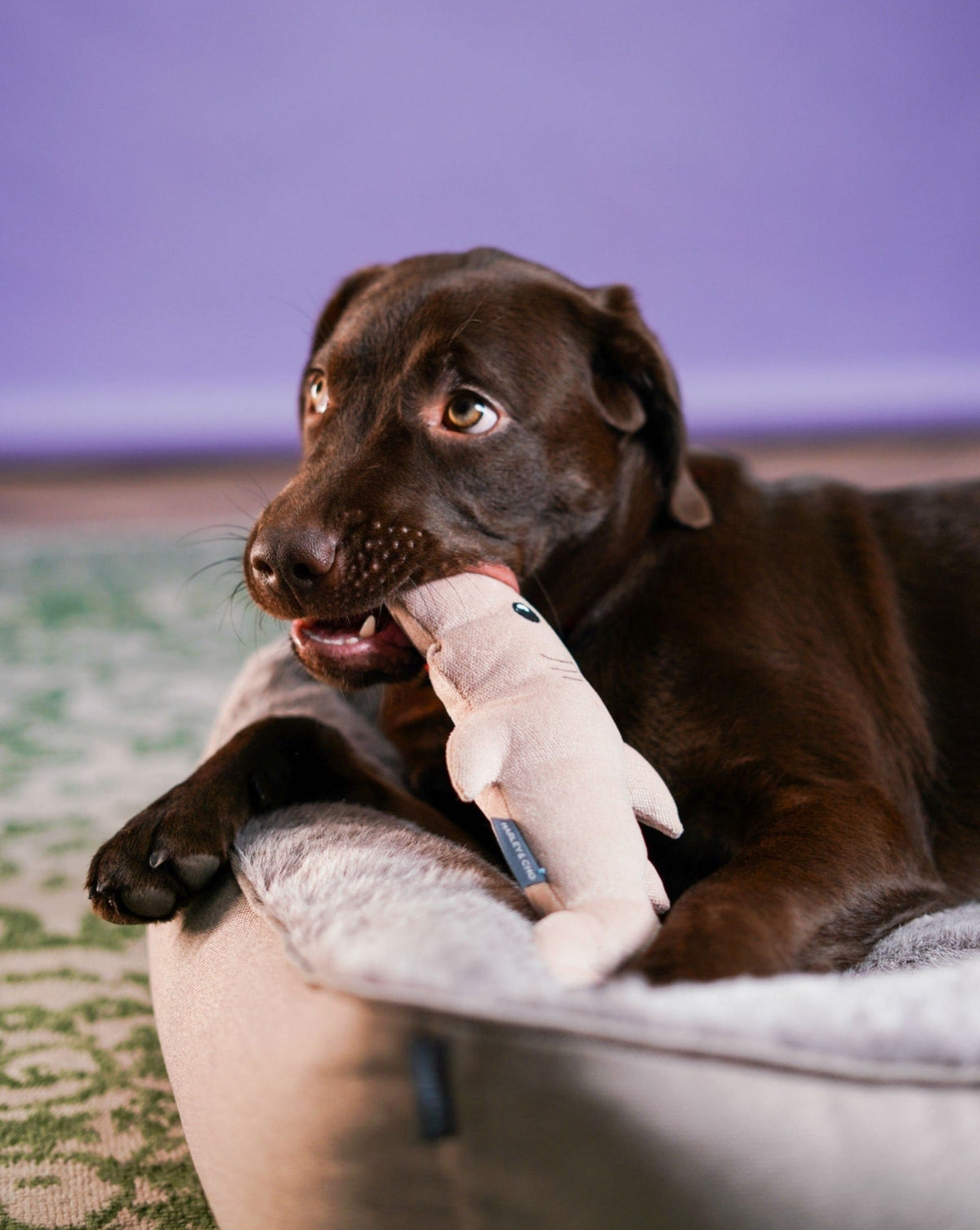 Pet Toy - Shark