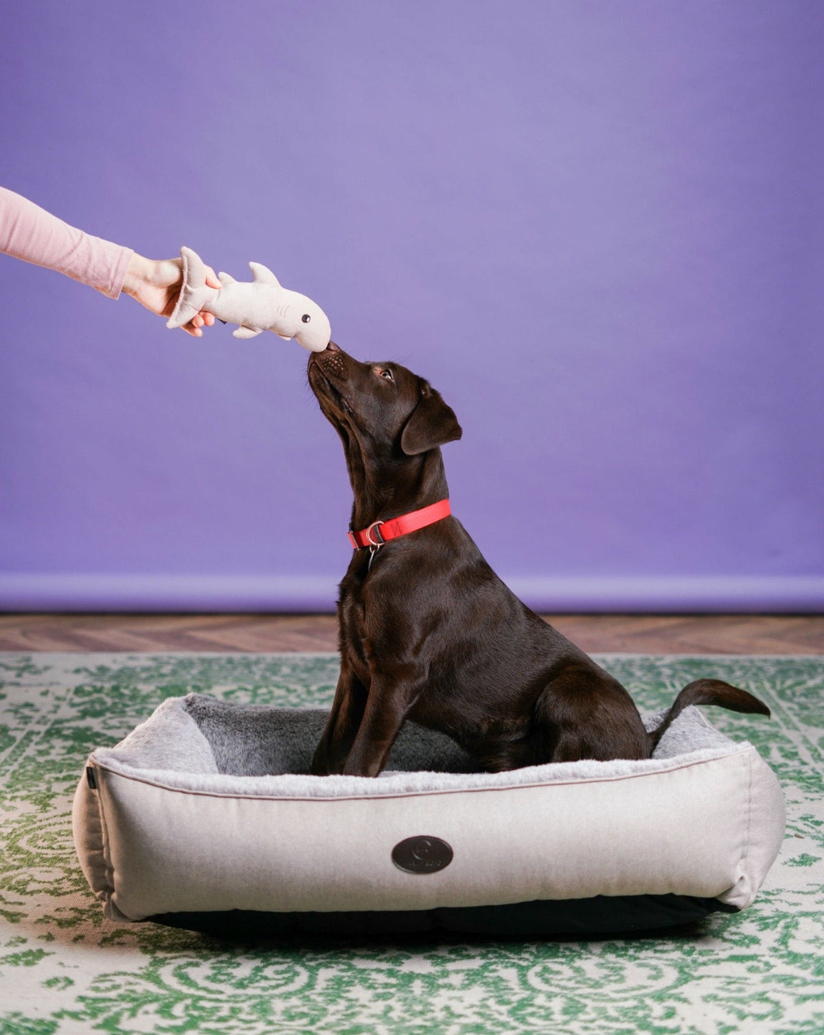 Pet Toy - Shark