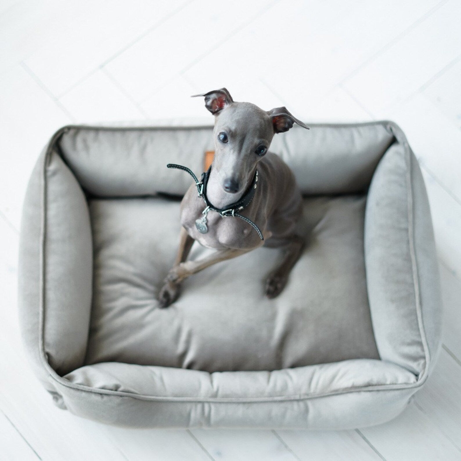 Velvet Dog Bed Dreamer