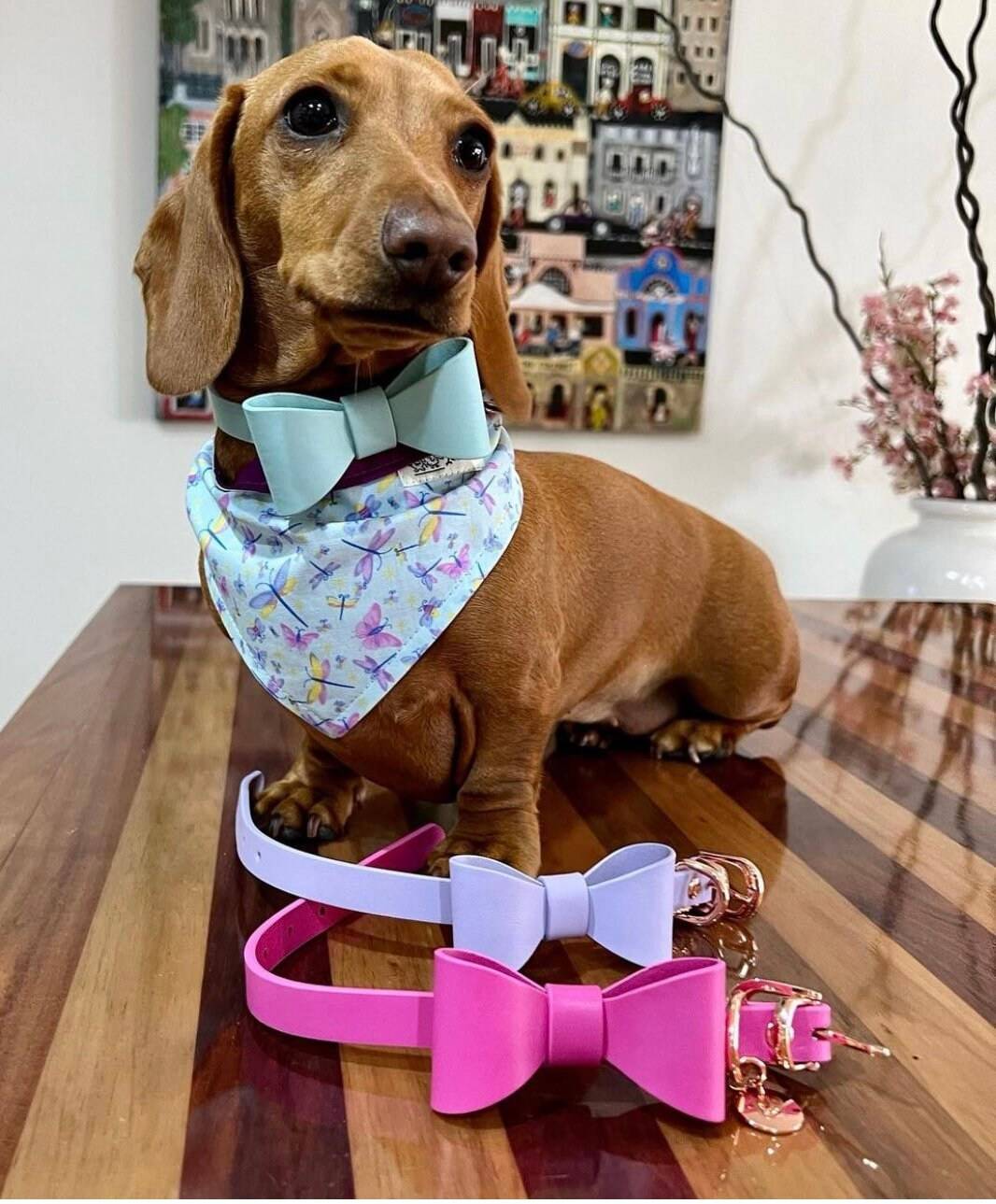 Leather Bow Collar/Lead - Aquamarine