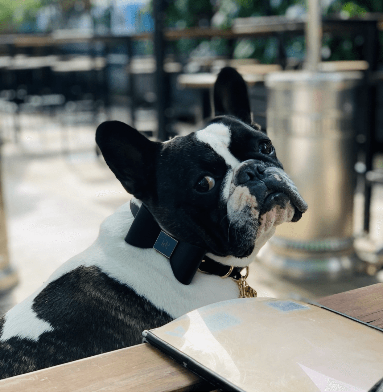 Leather Bow Tie Collar - Midnight
