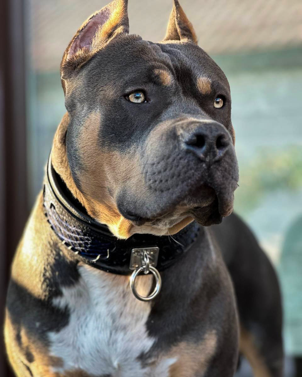 Bestia Dog Gear Genuine Leather Dog Collar 