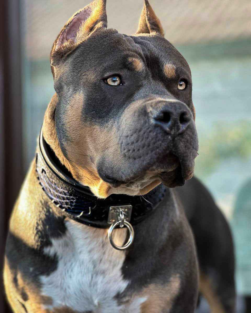 Bestia Indigo Leather Dog Collar