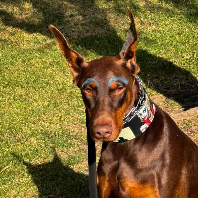 Bestia Harley Limited Edition Leather Dog Collar