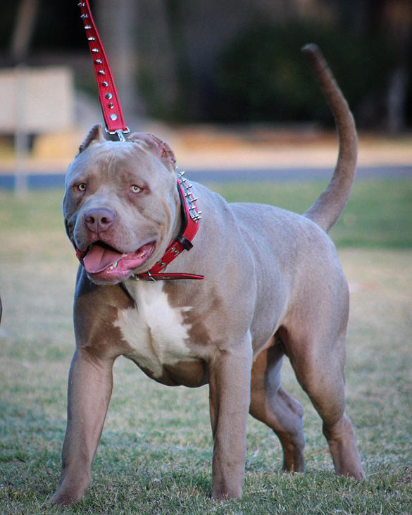 Bestia ABKC Leather Dog Collar