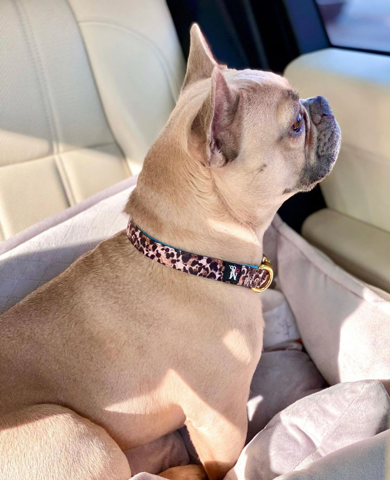 Exotic Collar