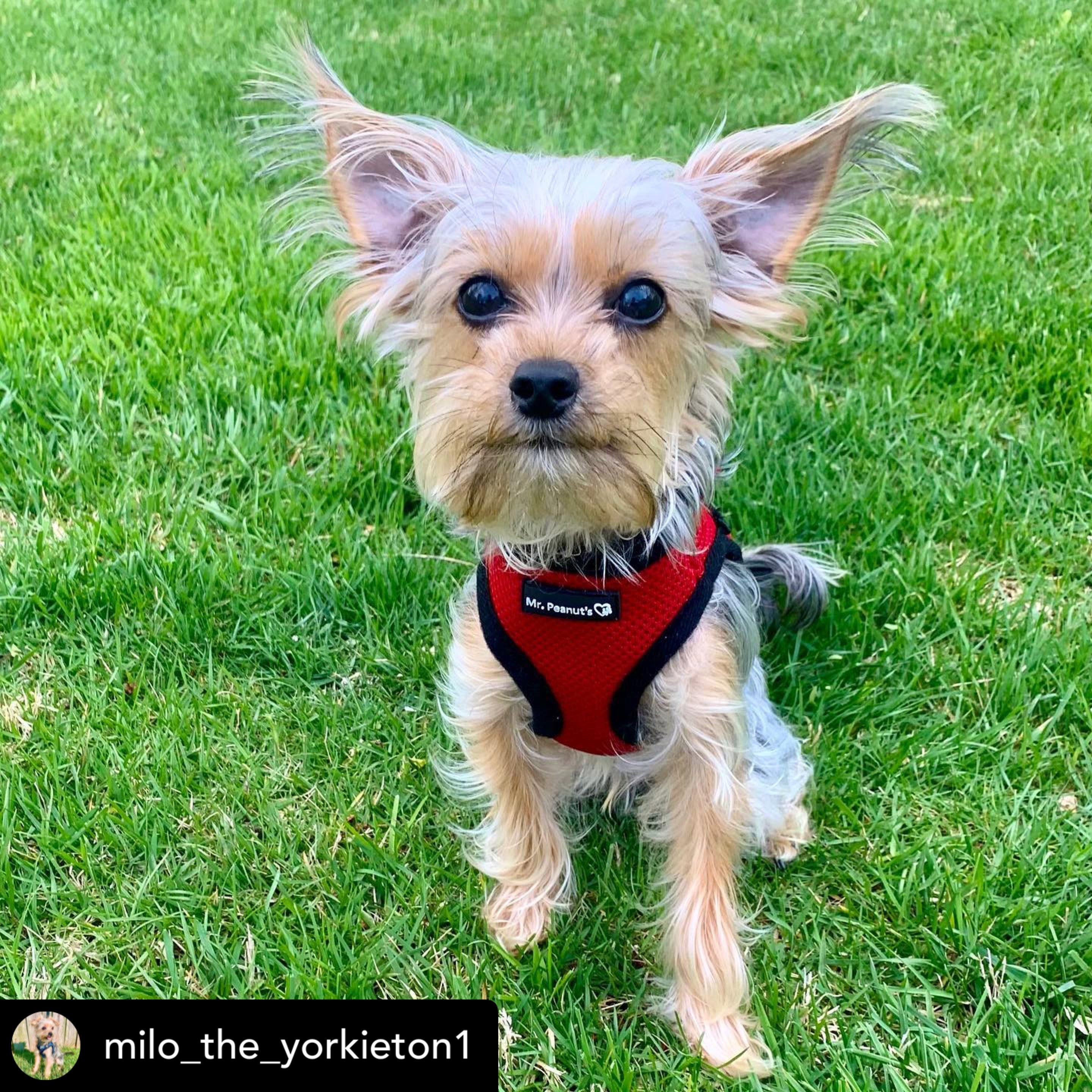 Mr. Peanuts PupTrek Harness and Leash Set, Small Dog/Cat Soft Mesh Step In Harness Vest