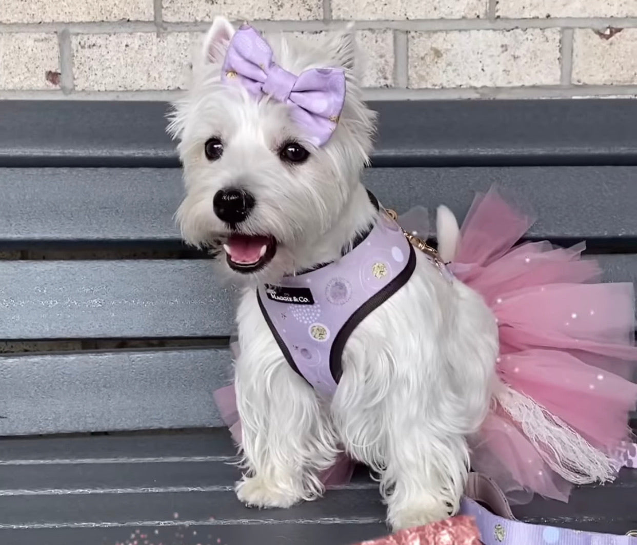 Essential Bundle: Cosmic