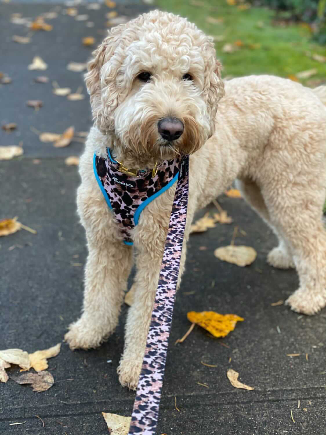 Exotic Collar