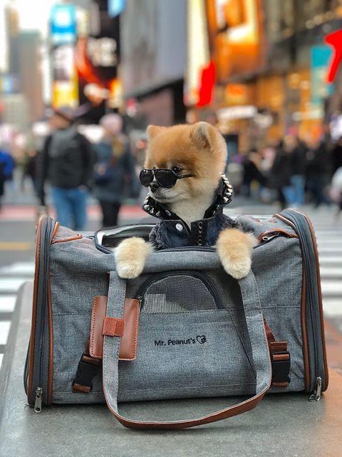 Mr. Peanuts Gold Series Standard Size Airline Compliant Pet Carrier