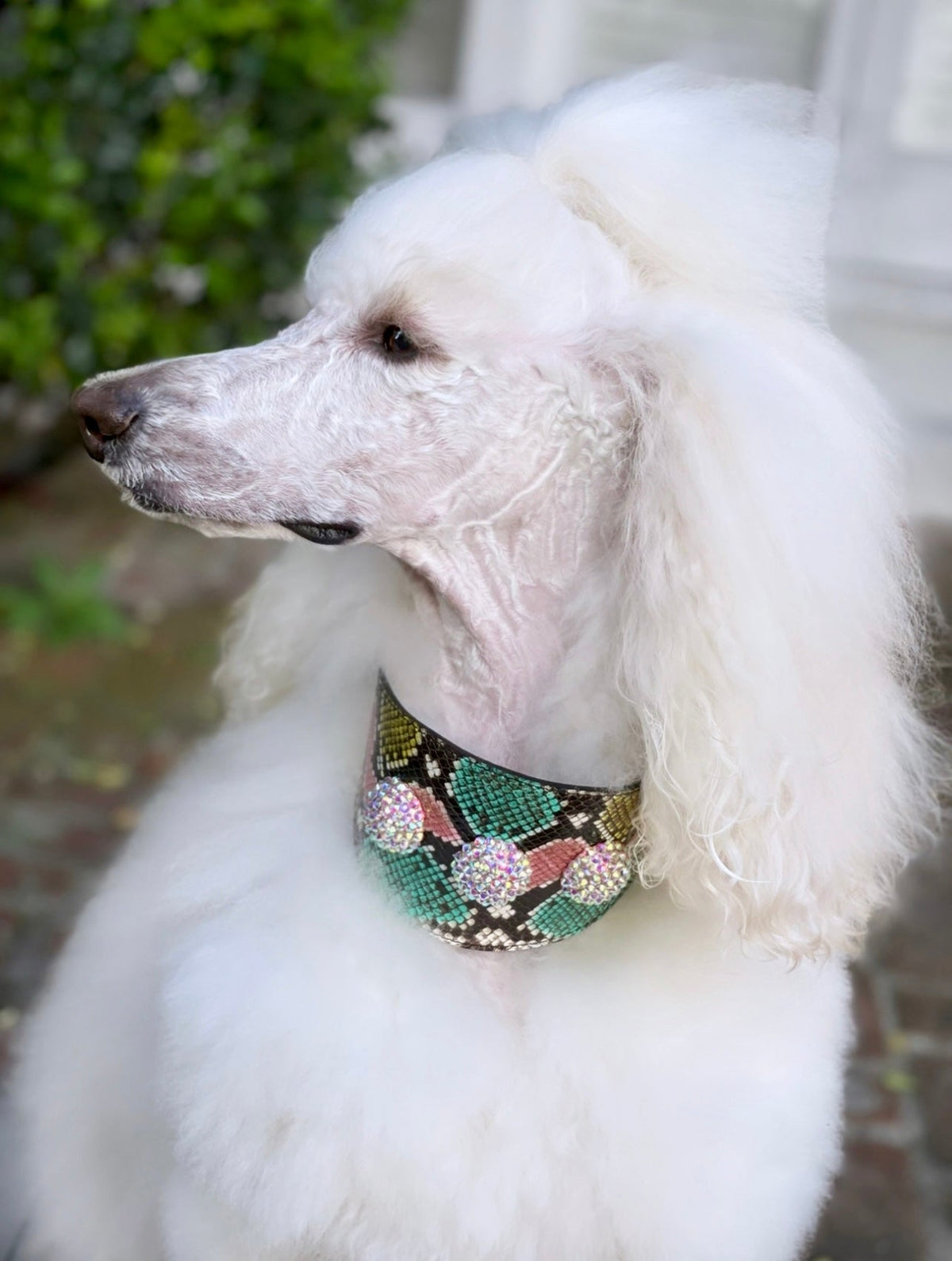 Allysa Payne Multi-Color Embossed Snake Italian Leather Wide Style Dog Collar With Custom Swarovski Crystal Rivets