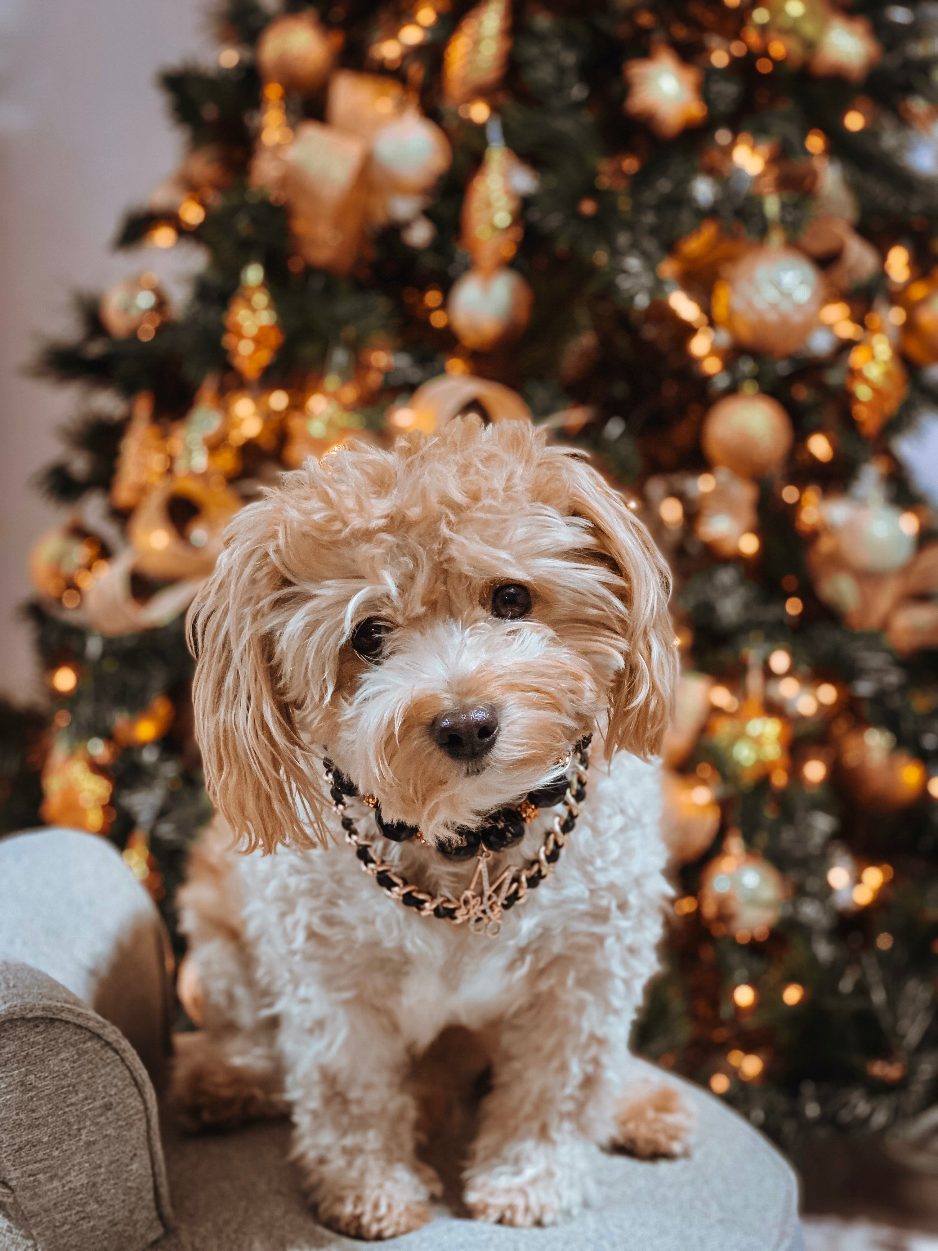 Necklace: Hammy & Brody