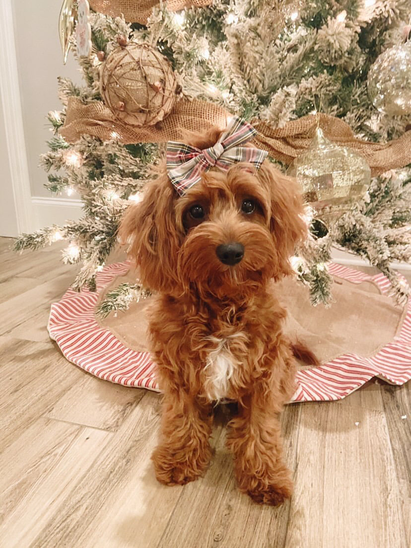 Bow: Royal