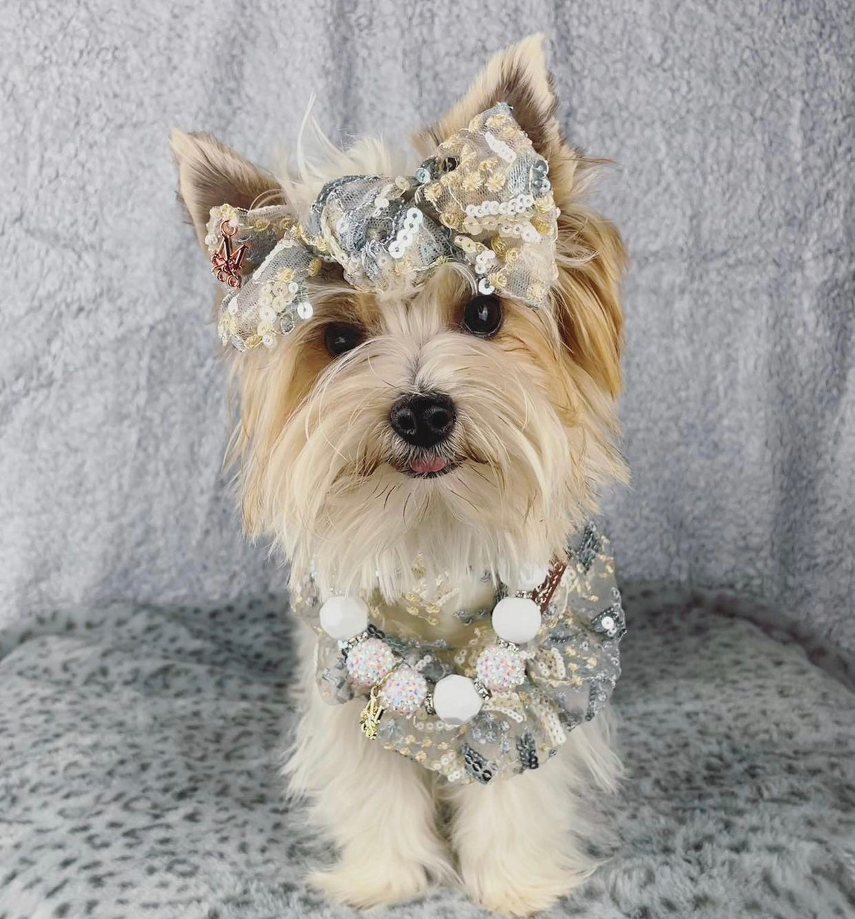 Celebrations: The Bailey Daisy Set