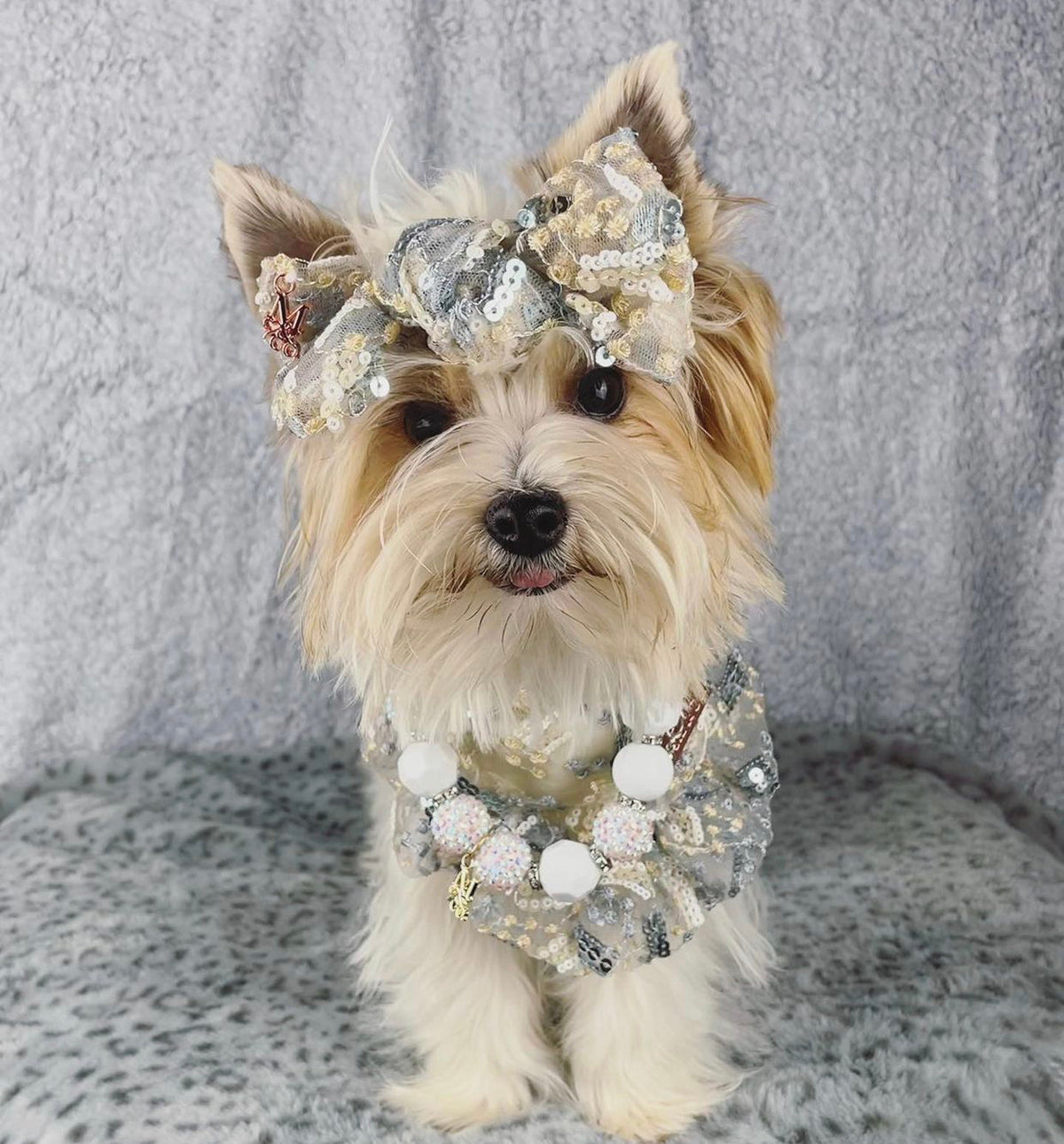 Celebrations: The Bailey Daisy Set