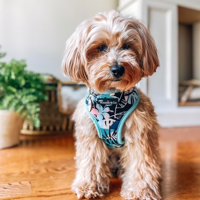 Keep Palm Reversible Harness