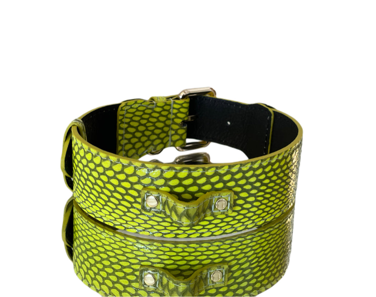 Allysa Payne Luxury Pet Fashion Neon Green Snakeskin Dog Collar/Classic Hardware