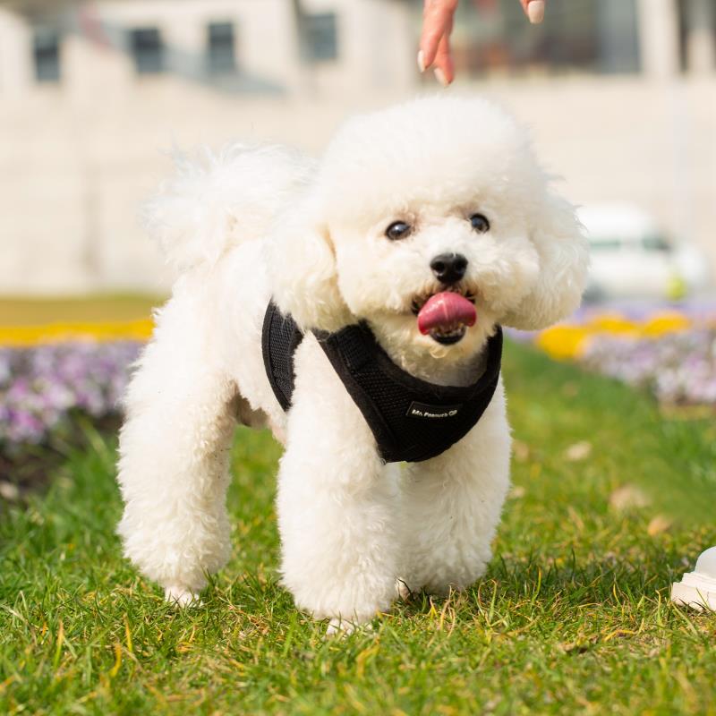 Mr. Peanuts PupTrek Harness and Leash Set, Small Dog/Cat Soft Mesh Step In Harness Vest