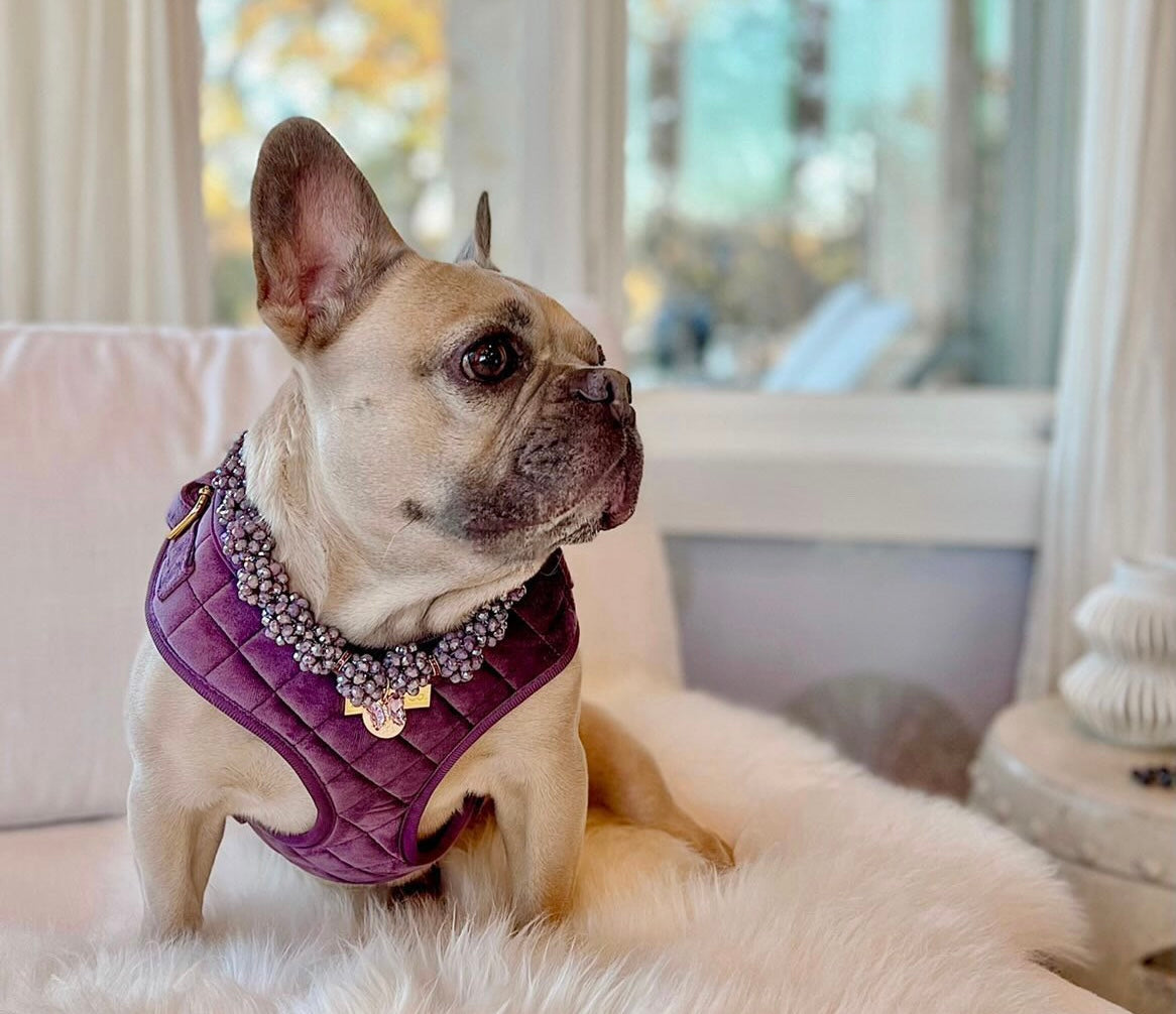 Velvet: The Susana Harness