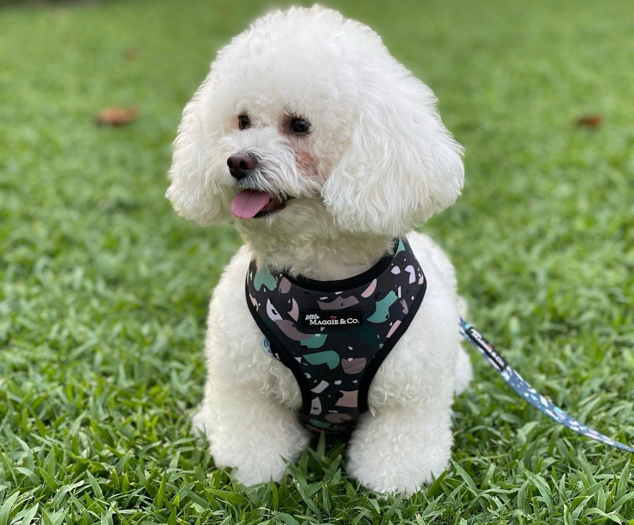 Wiggles Harness
