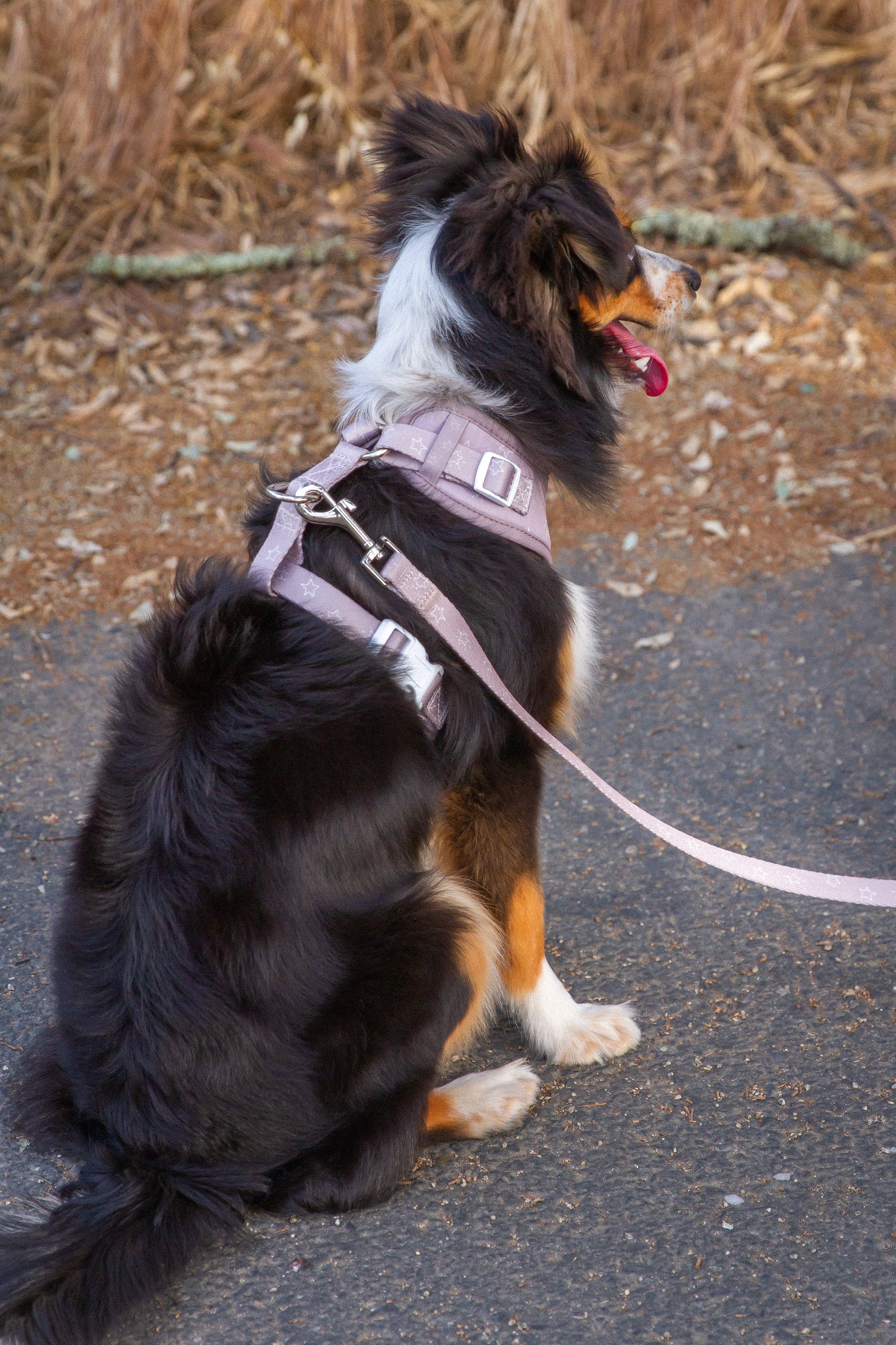 Asteria Leash