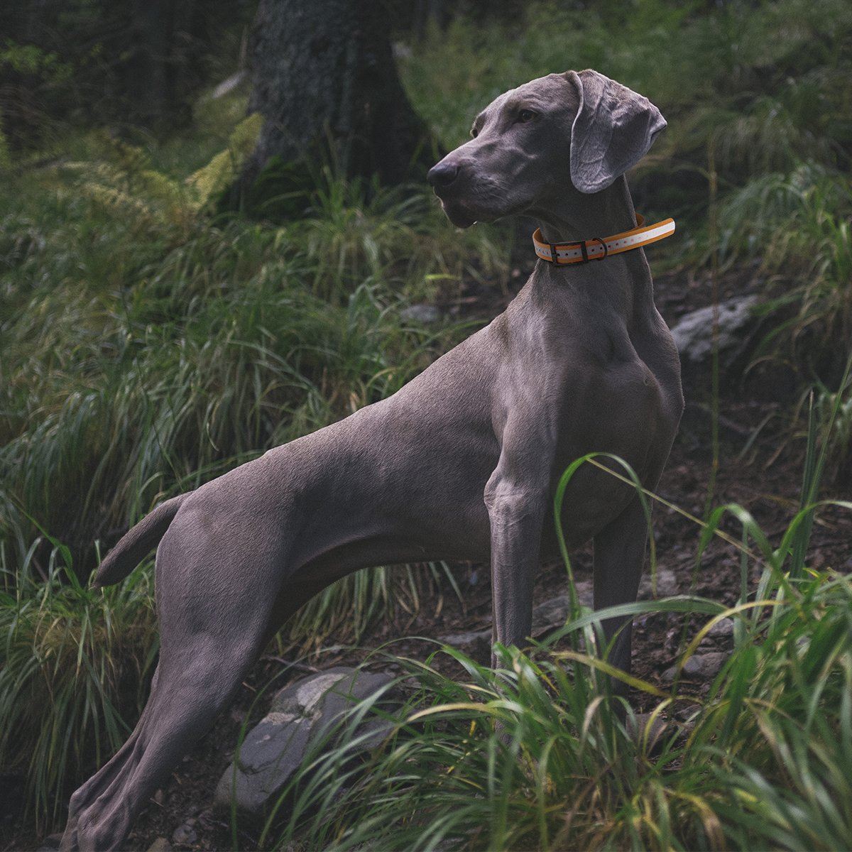 Dogline BioThane E-Collar Replacement Reflective Strap