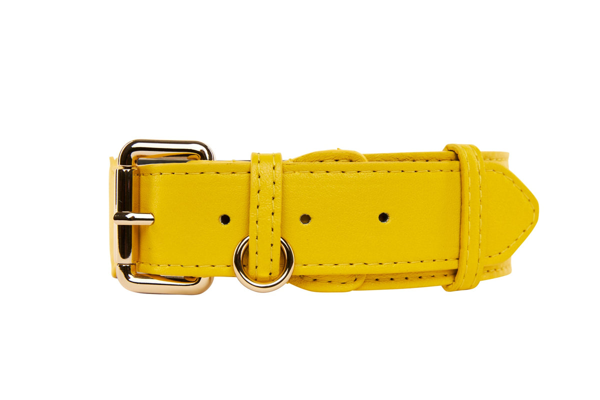 Allysa Payne Yellow Italian Leather Classic Dog Collar/Gold Classic Hardware