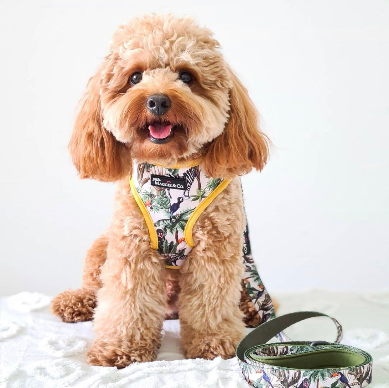 Into the Wild Leash