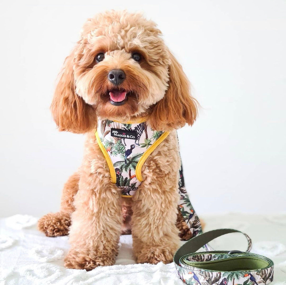 Into the Wild Leash